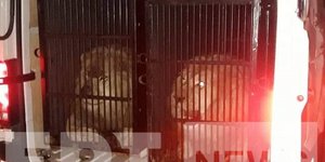 Την Αλβανία είχαν προορισμό τα δύο λιοντάρια και η τίγρης που πέρασαν από Προμαχώνα-Ευζώνους
