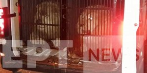 Τα λιοντάρια που εντοπίστηκαν στον Προμαχώνα