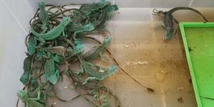 Οι σαύρες που είχαν τοποθετηθεί επιμελώς μέσα σε... βαλίτσες...