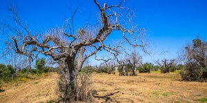 Νεκρά ελαιόδεντρα από xylella fastidiosa
