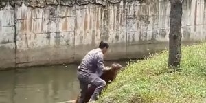 Ο φροντιστής διέσωσε τον ουρακουτάγκο με κινηματογραφικό τρόπο