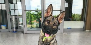 Κρυμμένες ναρκωτικές ουσίες εντόπισε ο αστυνομικός σκύλος Ρόξι