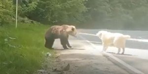 Η μάχη αρκούδας-σκύλου στη Ρουμανία / Φωτογραφία: Youtube