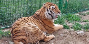 Μία από τις τίγρεις που κατέφθασαν από τη Σλοβακία στον ζωολογικό κήπο των Τιράνων