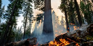 ΗΠΑ: Μεγάλη πυρκαγιά απειλεί τις γιγαντιαίες σεκόγιες στο πάρκο Γιοσέμιτι