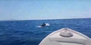 Δελφίνια στη Μαραθόπολη Μεσσηνίας