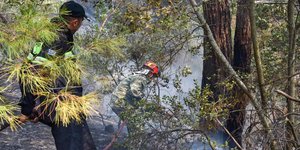 Φωτιά στη Δαδιά