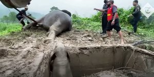 Δραματική διάσωση μιας ελεφαντίνας και του μικρού της που είχε πέσει σε χαντάκι στην Ταϊλάνδη