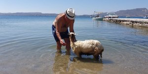 Ελπίδα: Το δημοφιλές πρόβατο της Μήλου έγινε 4,5 μηνών και ξεκίνησε τα μπάνια / Φωτογραφία: iefimerida.gr