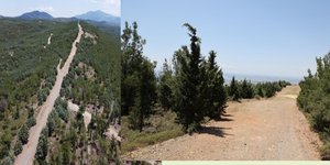 Ξεκινά το πρόγραμμα καθαρισμού των δασών