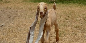 Ο Simba, Φωτογραφία: Getty Images