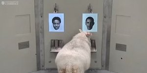 Πρόβατο αναγνωρίζει το πρόσωπο του Μπαράκ Ομπάμα