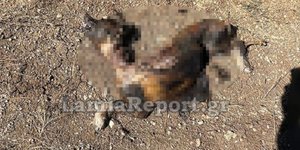 Ο άτυχος σκύλος πέθανε μαρτυρικά