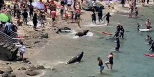 Οι θαλάσσιοι λέοντες και οι... έντρομοι λουόμενοι