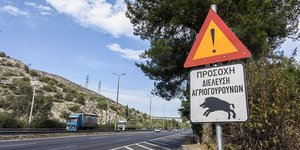 αγριογούρουνα στην Αθήνα