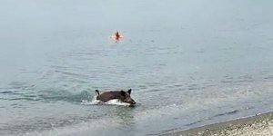 Αγριογούρουνο βγήκε από τη θάλασσα στην Ισπανία, μπροστά στους έκπληκτους τουρίστες