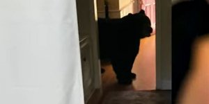 Αρκούδα εισέβαλε πολλές φορές στο σπίτι μιας οικογένειας στο Κονέκτικατ των ΗΠΑ