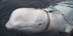 Φάλαινα μπελούγκα στη Νορβηγία το 2019