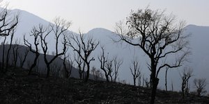 Καμένα δέντρα από τις φωτιές στην Αλγερία