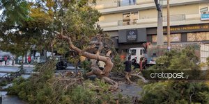 Το πελώριο δέντρο που σκότωσε τον μοτοσυκλετιστή