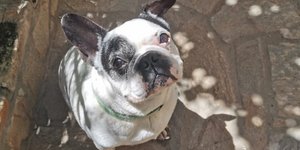 Γαλλικό μπουλντόγκ