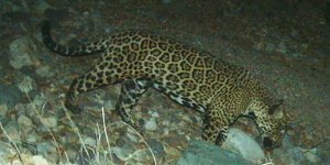 Ο «El Jefe», το διάσημο τζάγκουαρ της Αριζόνα, σε φωτογραφία από κάμερα επιτήρησης της άγριας ζωής