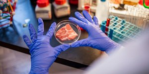 Επιστήμονες κατάφεραν να «αναστήσουν» τα ζωτικά όργανα γουρουνιών που πέθαναν