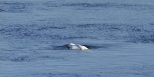 Φάλαινα Μπελούγκα στα νερά του Σηκουάνα