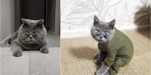 Η viral γάτα με το ιδιαίτερο βλέμμα