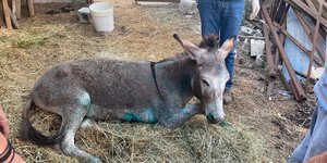 Το γαϊδουράκι που κακοποιήθηκε στη Ζίτσα 