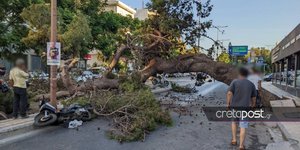 Κρήτη: Σοκ για τον θάνατο του 51χρονου που καταπλακώθηκε από δέντρο - «Σταμάτησε σε "πορτοκαλί" φανάρι. Τον είδαμε ένα με το πάτωμα»