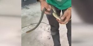 Φίδι εγκλωβίστηκε σε ντεπόζιτο βενζίνης αυτοκινήτου