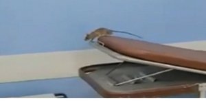 Ποντίκι νοσοκομείο Ανδρέας Συγγρός