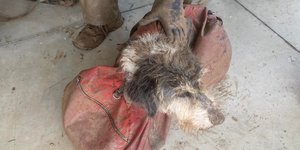 Η Άμπι, ο σκύλος που πέρασε δύο μήνες σε ένα σκοτεινό σπήλαιο