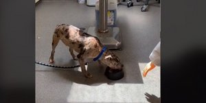 Κτηνίατρος αποκαλύπτει κόλπο που δείχνει εάν ένας σκύλος είναι έτοιμος για υιοθεσία ή όχι 