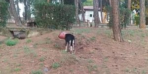 Το σκυλί θα βίωνε έναν αργό και βασανιστικό θάνατο, αν δεν το διέσωζαν οι φιλόζωοι