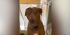 η Belle τη σκυλίτσα που μοιάζει μόνιμα έκπληκτη