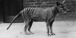 Ο τελευταίος Τίγρης της Τασμανίας, επισήμως, ήταν αυτός που πέθανε σε αιχμαλωσία το 1936