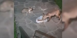 Πανέξυπνη αλεπού «εξημερώνεται» σε χωριό των Ιωαννίνων