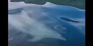Εμφανίστηκαν δελφίνια στην Εύβοια