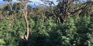 Εντοπισμός μεγάλης φυτείας κάνναβης στη Ζαγορά Μαγνησίας, με 2.440 δενδρύλλια