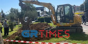 ΔΕΘ υπεραιωνόβια ελιά Αχαΐα