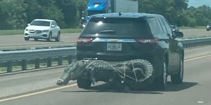 Η φωτογραφία του αλιγάτορα στο πίσω μέρος SUV στη Φλόριντα που έγινε viral