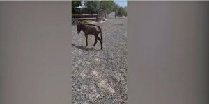Κακοποίηση ζώων: Γαϊδουράκι βρέθηκε με κομμένο πόδι στα Μέγαρα - Άνδρας έσερνε ασβό πίσω από μηχανάκι στην Καβάλα
