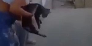 Μαθήτρια κακοποιεί άτυχο γατί στην Κρήτη