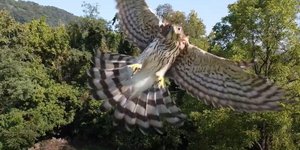 Γεράκι επιτίθεται σε drone