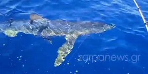 Καρχαρίας Κύθηρα