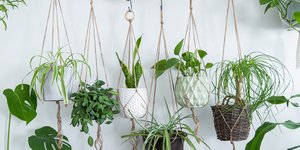 Ποια κρεμαστά φυτά να βάλετε στο σπίτι 