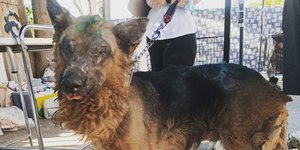 Το λυκόσκυλο με το καμένο πρόσωπο που συγκίνησε τις καρδιές όλων