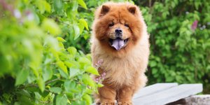 Σκύλος ράτσας Chow Chow